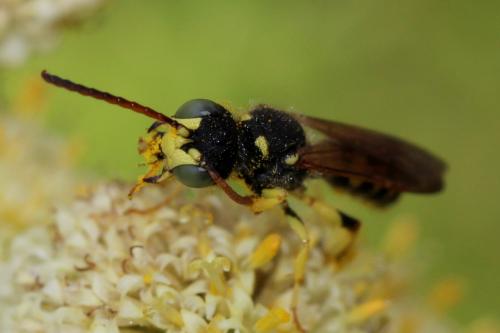 Réf. 200 298 : Cerceris flavilabris